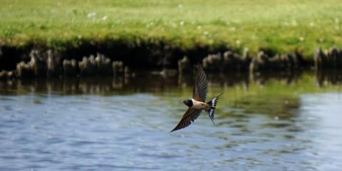 A barn swallow flies over a river embanked by a grassy field. 